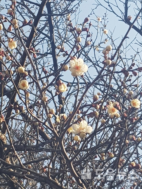 매화꽃이 새봄을 신고합니다.