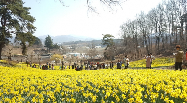 2019 서산 유기방 수선화 축제