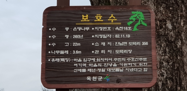 보호수 은행나무