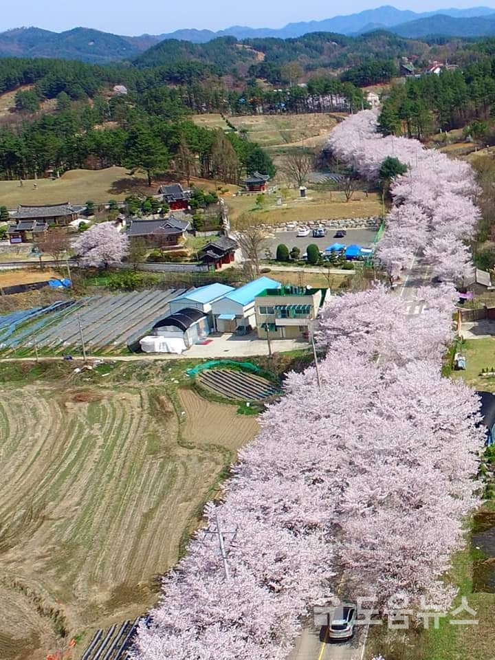 대청호 벚꽃 축제