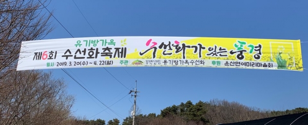 서산유기방가옥 수선화축제 ..꽃구경오세요