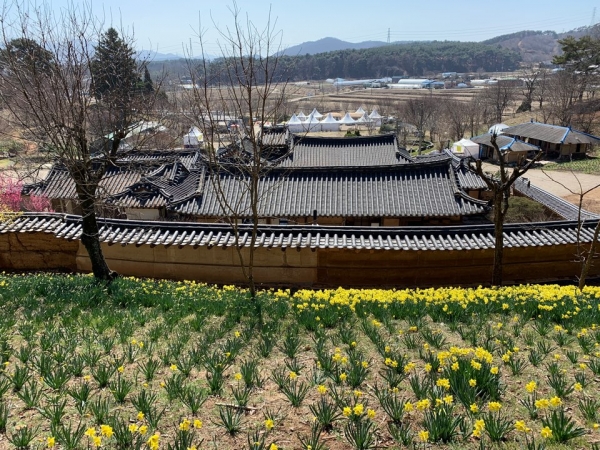 수선화가 있는 풍경"서산유기방가옥"