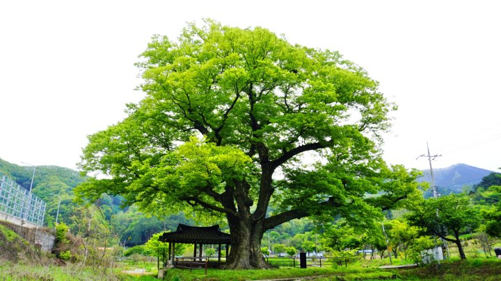 사진 파릇 파릇 물오른 느티나무