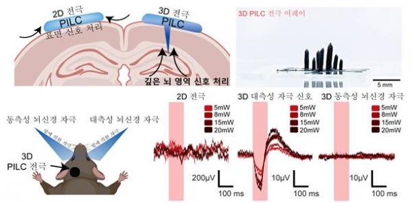 그림 3. 3D 전극 구조를 활용한 대측성 및 동측성 뇌 신경 자극 신호