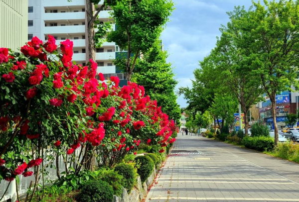 둔산월평권역(장미꽃길2)